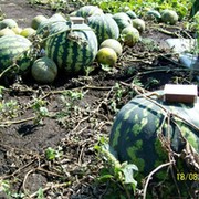 От Урала Янгирова.  О агропанелях, минипарниках, ну и о рыбалке. группа в Моем Мире.