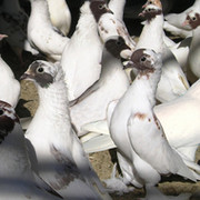 Иранские щекатые бойные голуби группа в Моем Мире.