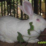 www.rabbit.kz группа в Моем Мире.