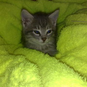 Котик Обормотик on My World.