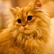Рыжик Котофеич on My World.