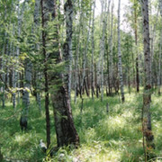елена поликарпова on My World.