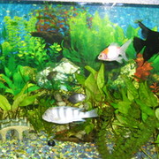 Евгений Коноплин on My World.