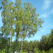 Лариса Larisa on My World.