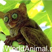 Ольга Сиднева on My World.