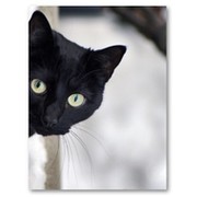 Черная кошка Белый кот on My World.